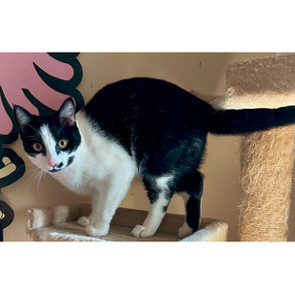 Enlarge Lily, a Adoptable Domestic Short Hair in Smyrna, GA image 4/6