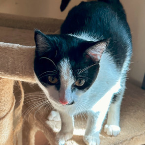 Enlarge Lily, a Adoptable Domestic Short Hair in Smyrna, GA image 5/6