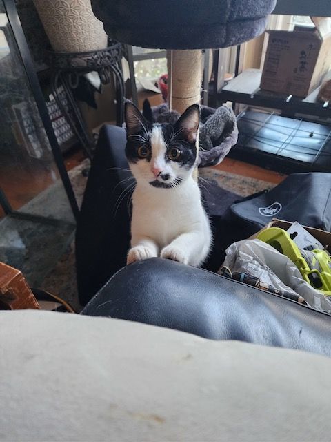 Enlarge Lily, a Adoptable Domestic Short Hair in Smyrna, GA image 6/6