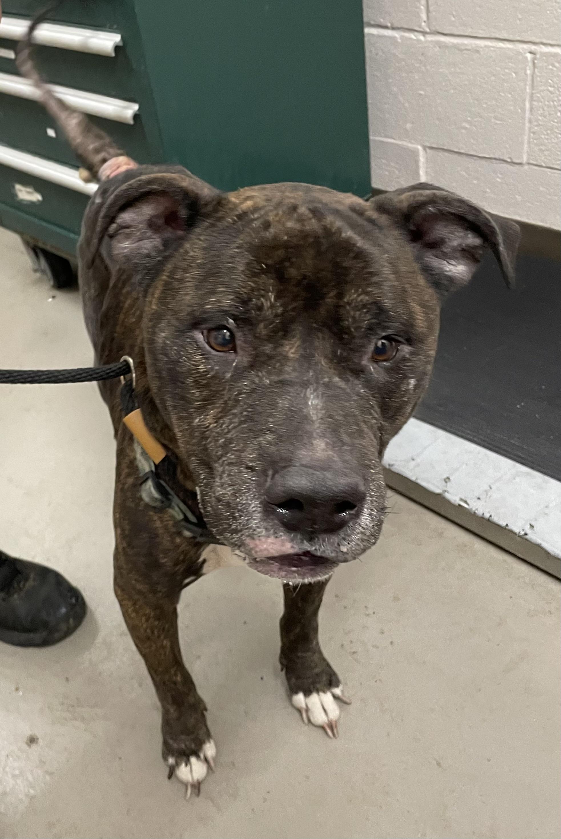 Enlarge Porter AVAILABLE, a Adoptable American Staffordshire Terrier in Canton, OH image 4/4