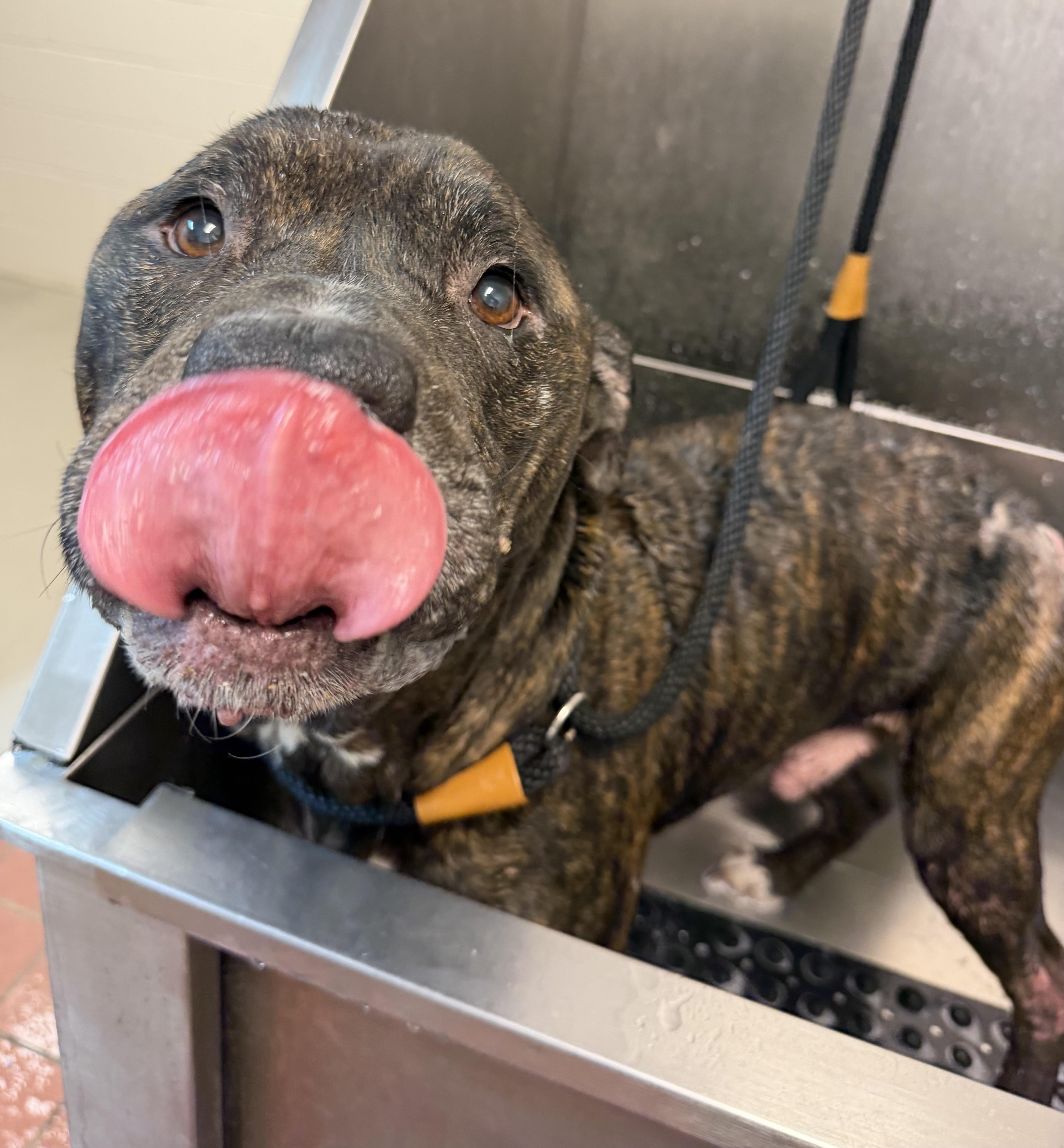 Enlarge Porter AVAILABLE, a Adoptable American Staffordshire Terrier in Canton, OH image 2/4