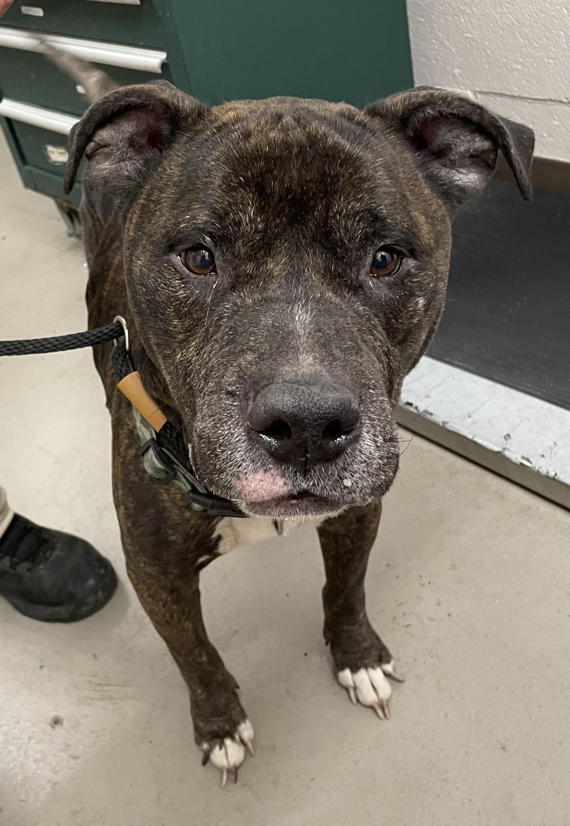 Enlarge Porter AVAILABLE, a Adoptable American Staffordshire Terrier in Canton, OH image 1/4