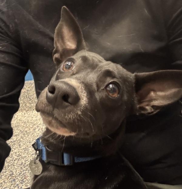 Enlarge Thanos, a Adoptable mixed breed in Golden, CO image 1/1