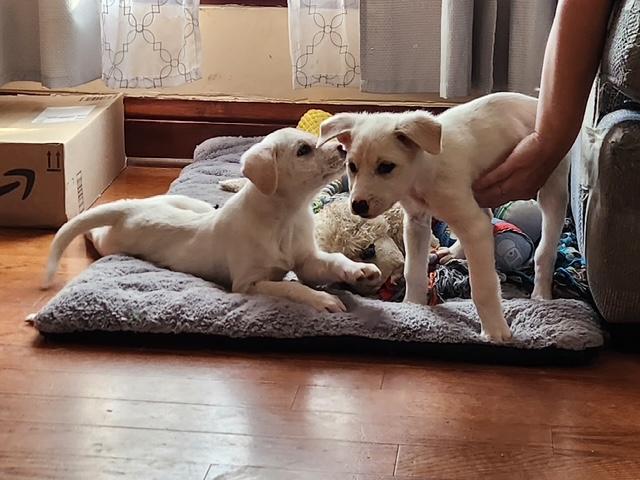Moana and Simea, an adopted mixed breed in Kankakee, IL image 2/2