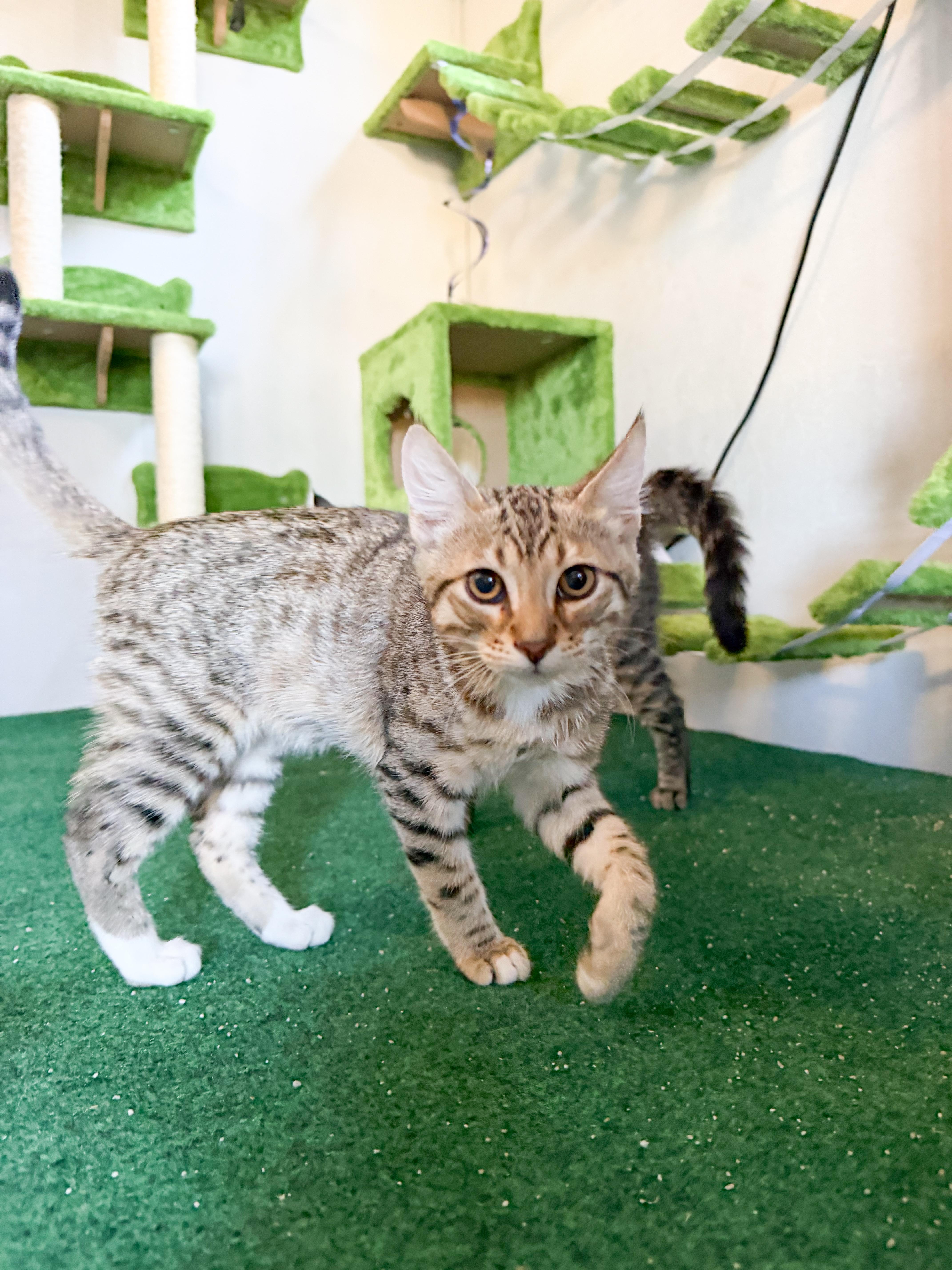 Loki, a ADOPTABLE Domestic Short Hair in San Jose, CA image 3/6