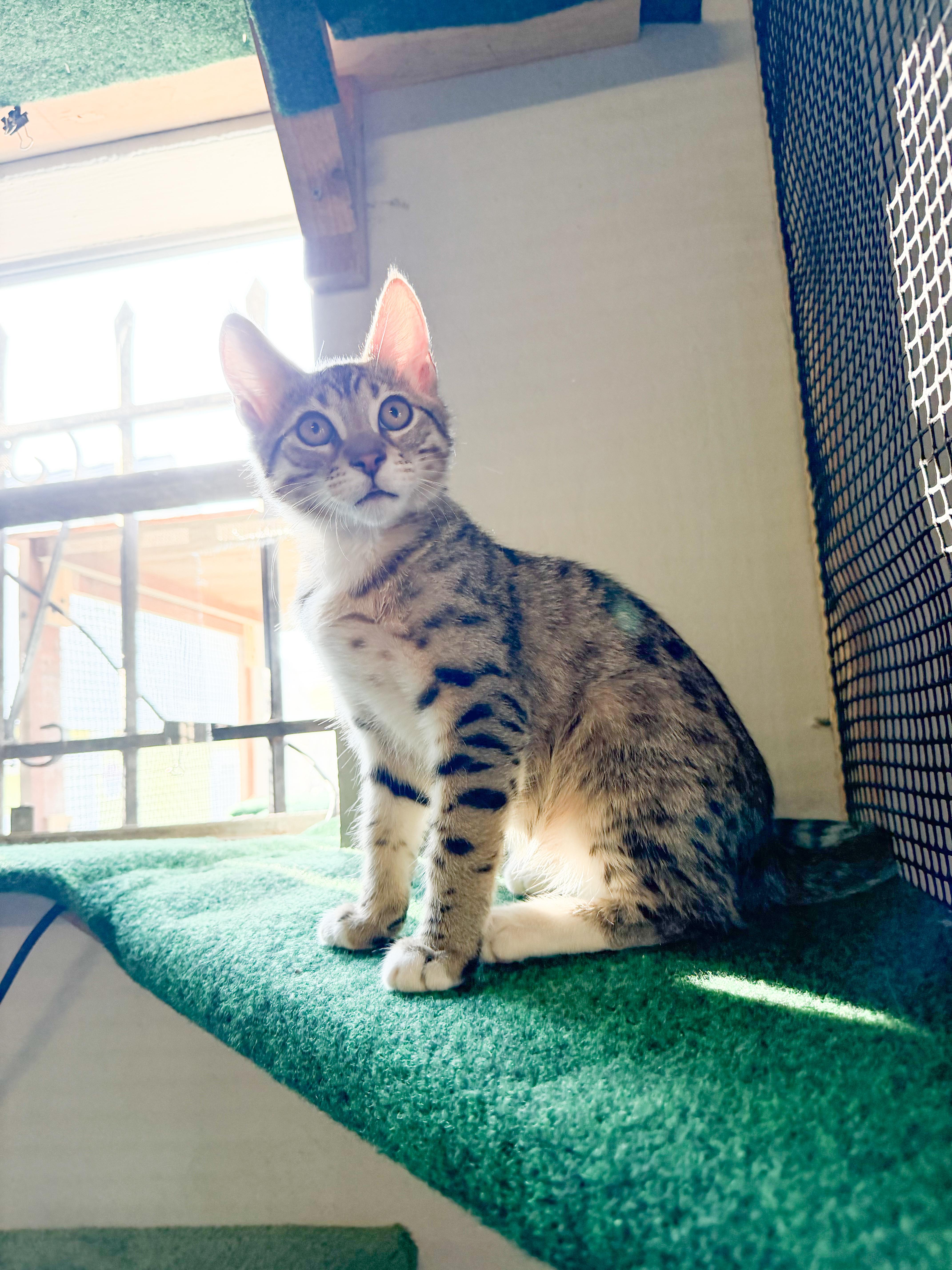 Loki, a ADOPTABLE Domestic Short Hair in San Jose, CA image 5/6