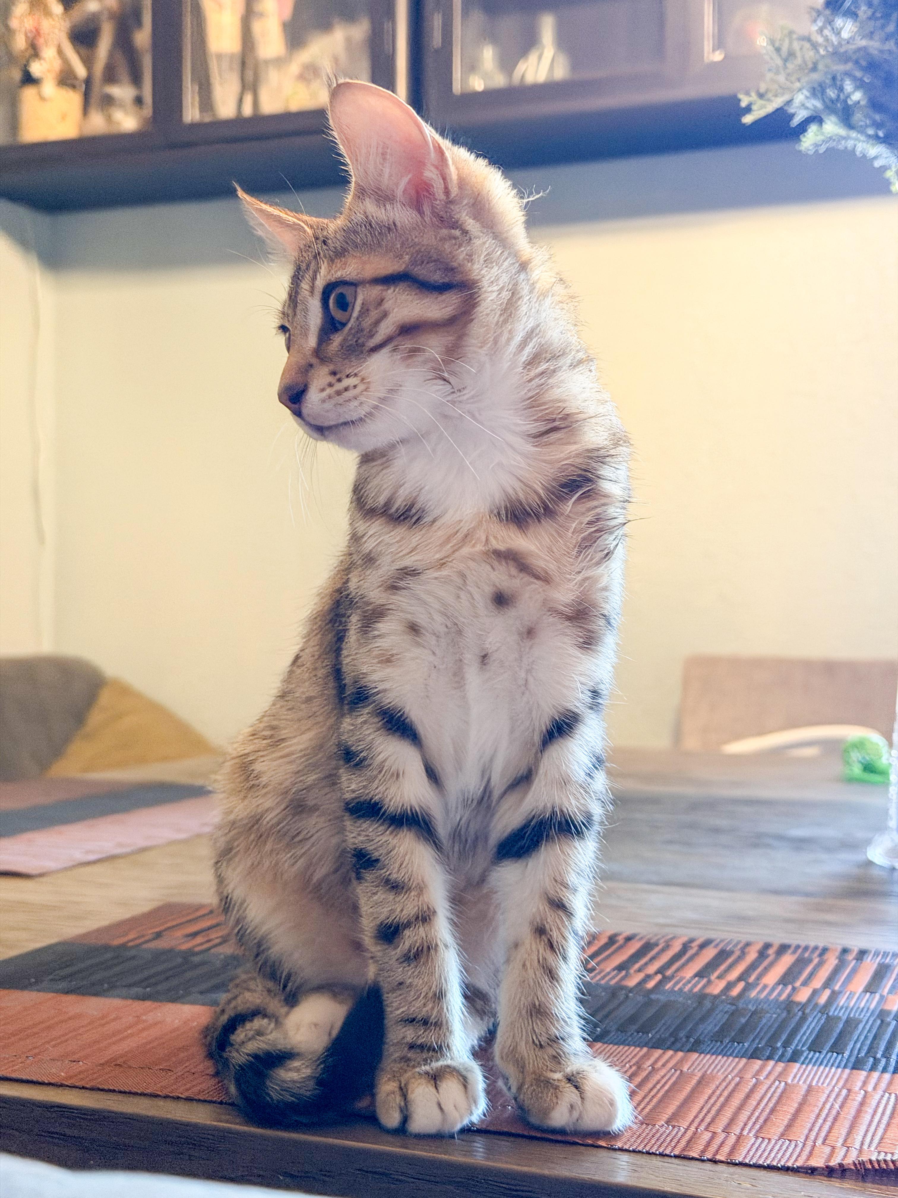 Loki, a ADOPTABLE Domestic Short Hair in San Jose, CA image 4/6