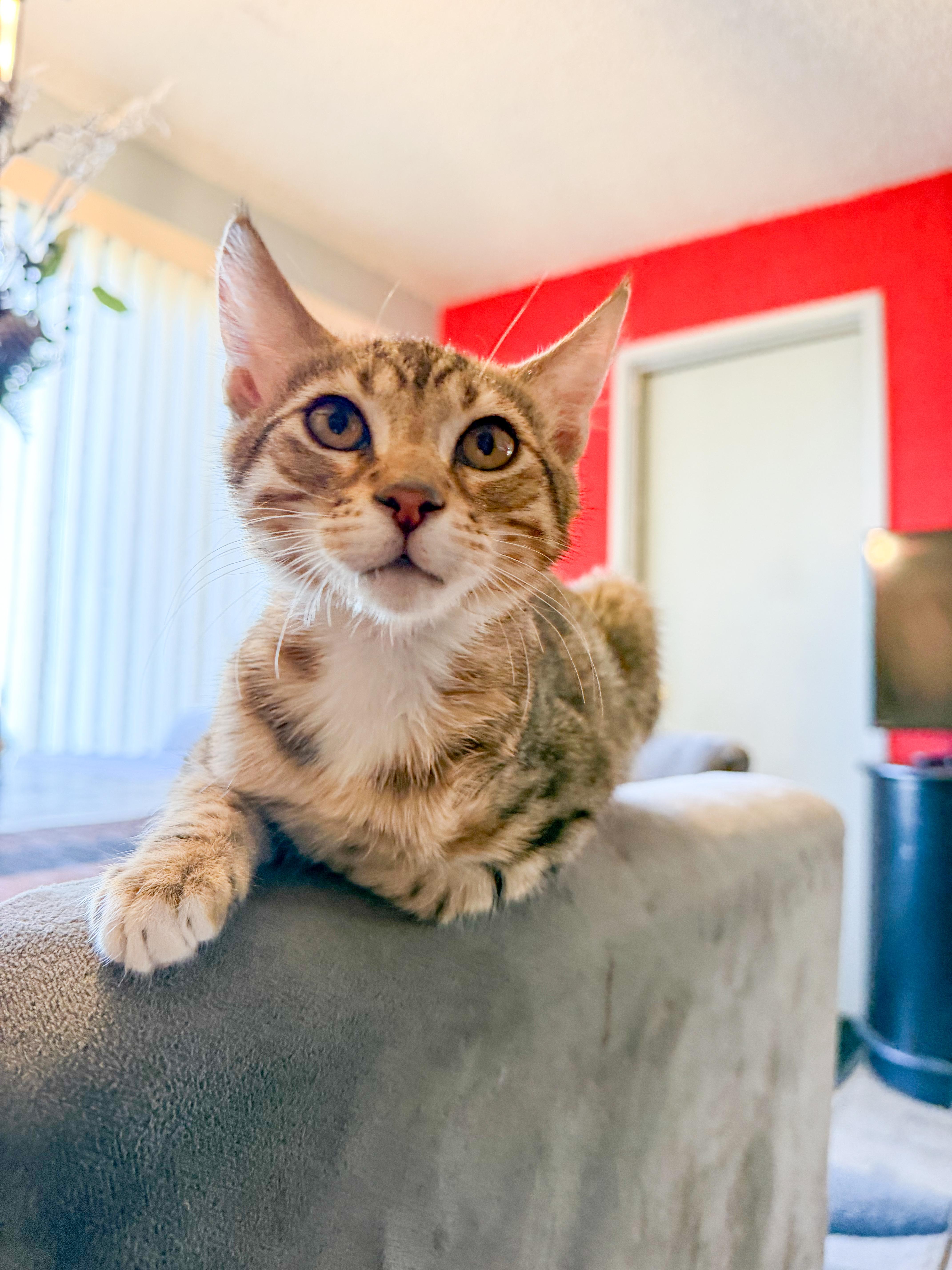 Loki, a ADOPTABLE Domestic Short Hair in San Jose, CA image 2/6
