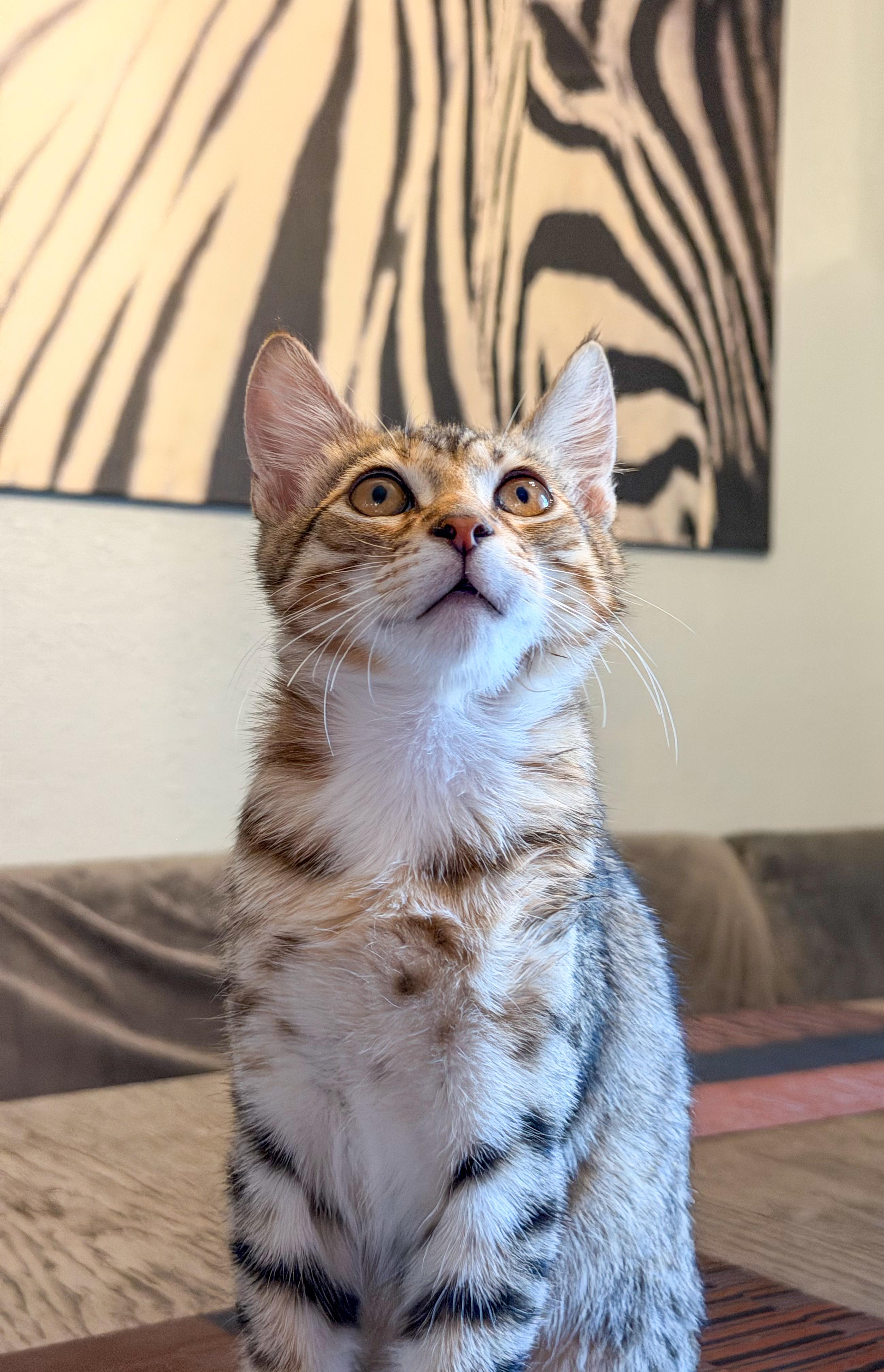 Loki, ADOPTABLE, Kitten Male Domestic Short Hair.