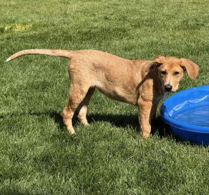 Enlarge Sylvia, a Adoptable mixed breed in Hamilton, MT image 2/6
