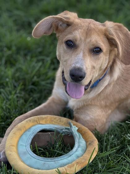Sylvia, Adoptable, Puppy Female Mixed Breed.