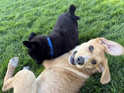 Enlarge Sylvia, a Adoptable mixed breed in Hamilton, MT image 5/6
