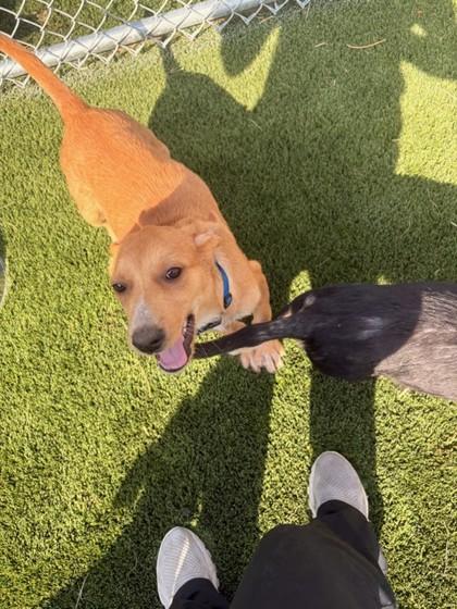 Enlarge Sylvia, a Adoptable mixed breed in Hamilton, MT image 6/6