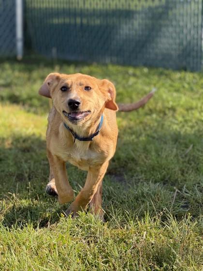 Enlarge Sylvia, a Adoptable mixed breed in Hamilton, MT image 4/6