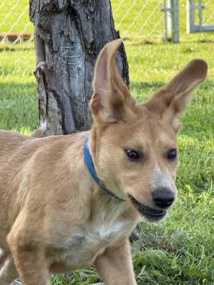 Enlarge Sylvia, a Adoptable mixed breed in Hamilton, MT image 3/6