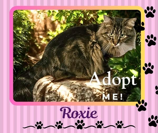 Enlarge Roxie, a ADOPTABLE Domestic Long Hair in Paris, IL image 1/1
