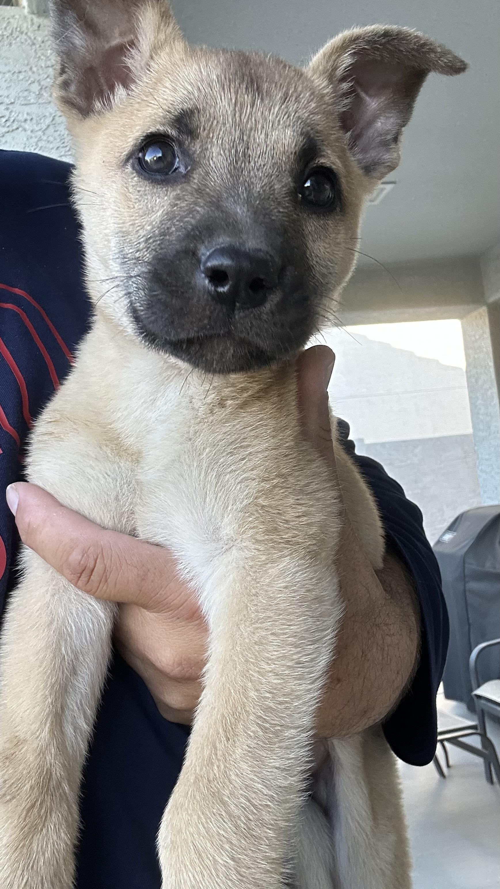 Shakespeare, a Adopted mixed breed in Scottsdale, AZ image 4/5