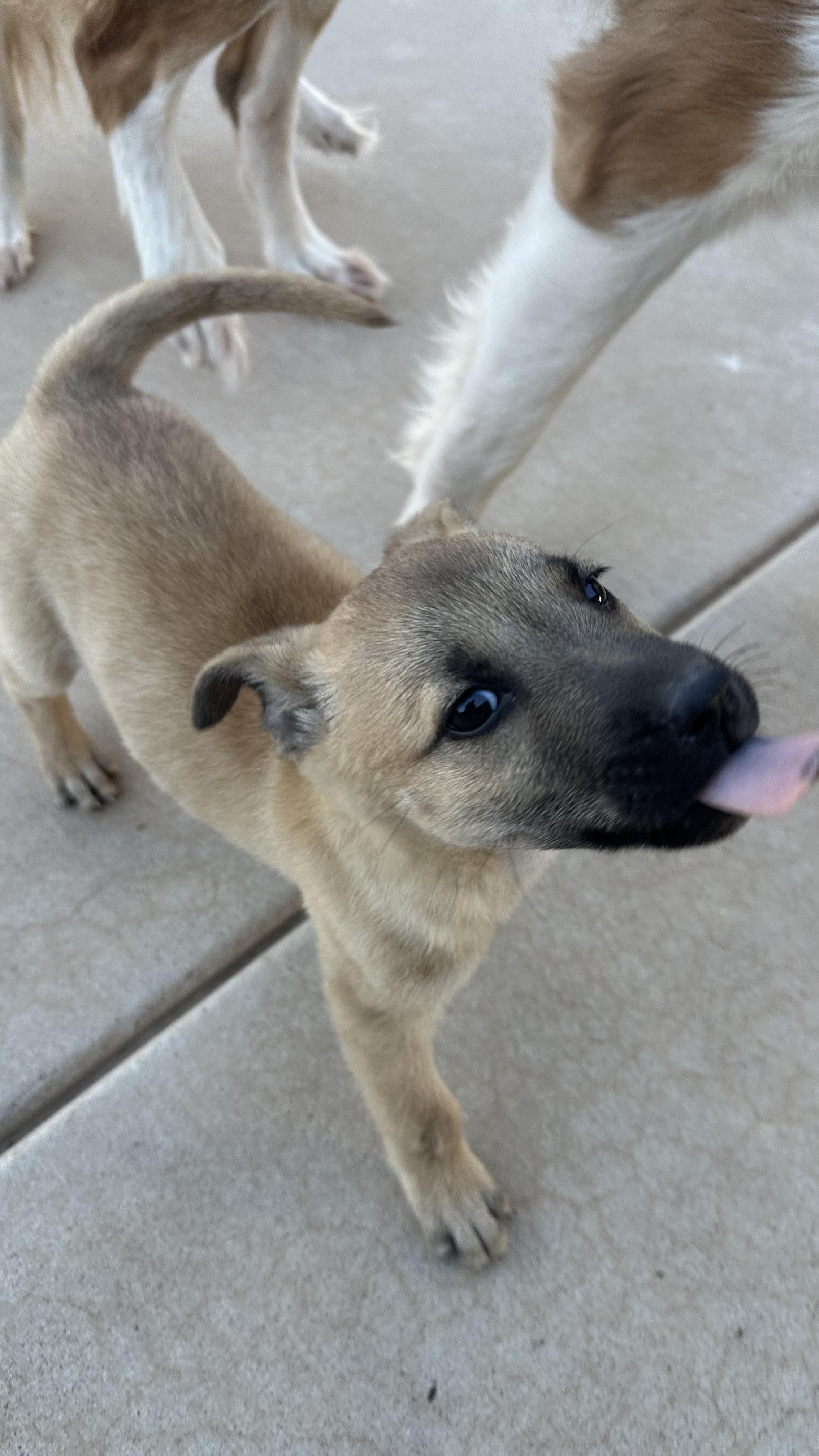 Shakespeare, a Adopted mixed breed in Scottsdale, AZ image 2/5