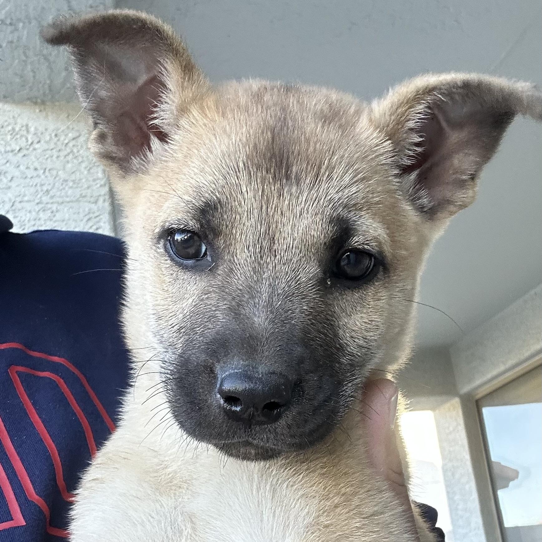 Shakespeare, a Adopted mixed breed in Scottsdale, AZ image 1/5