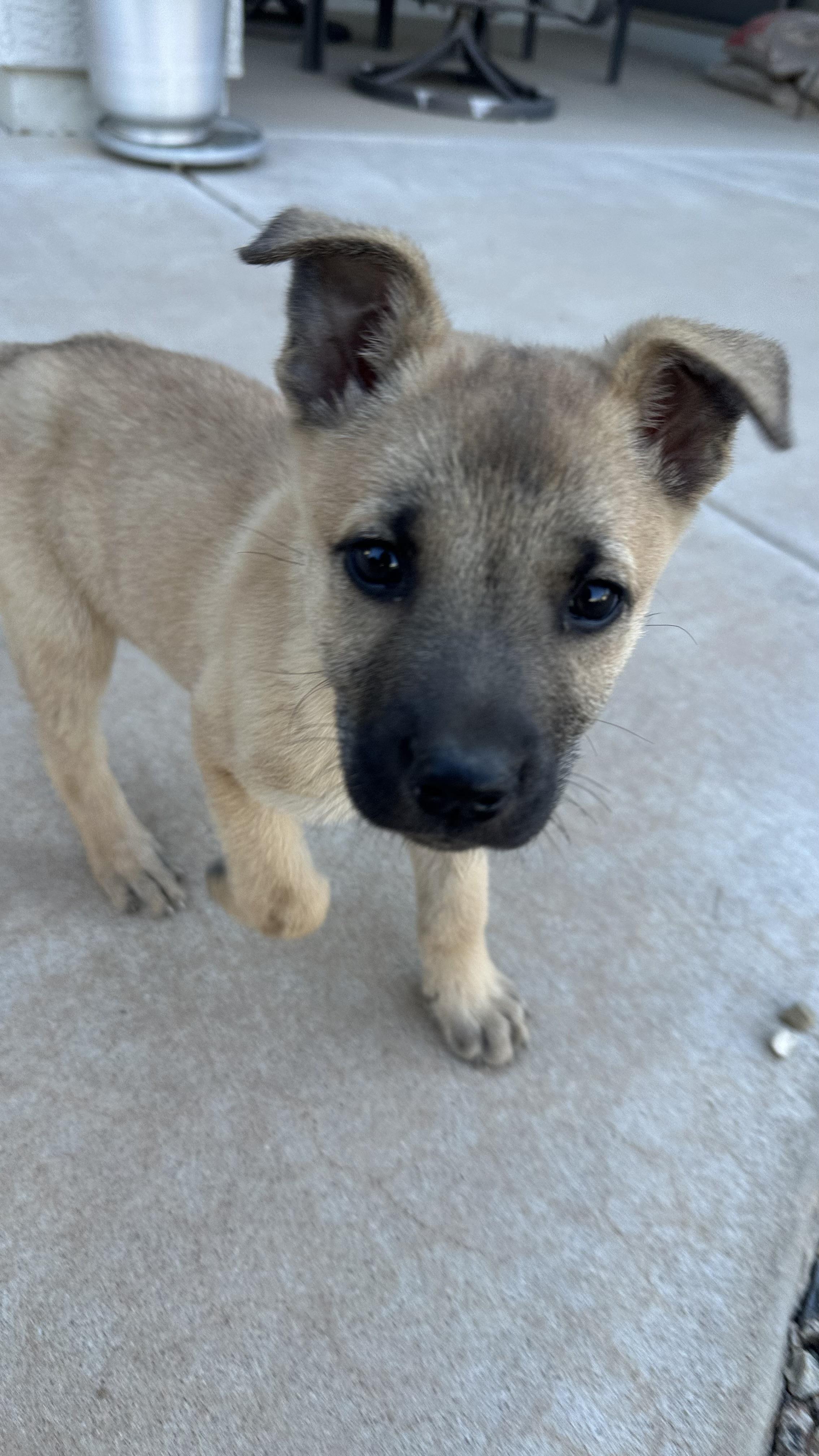 Shakespeare, a Adopted mixed breed in Scottsdale, AZ image 5/5