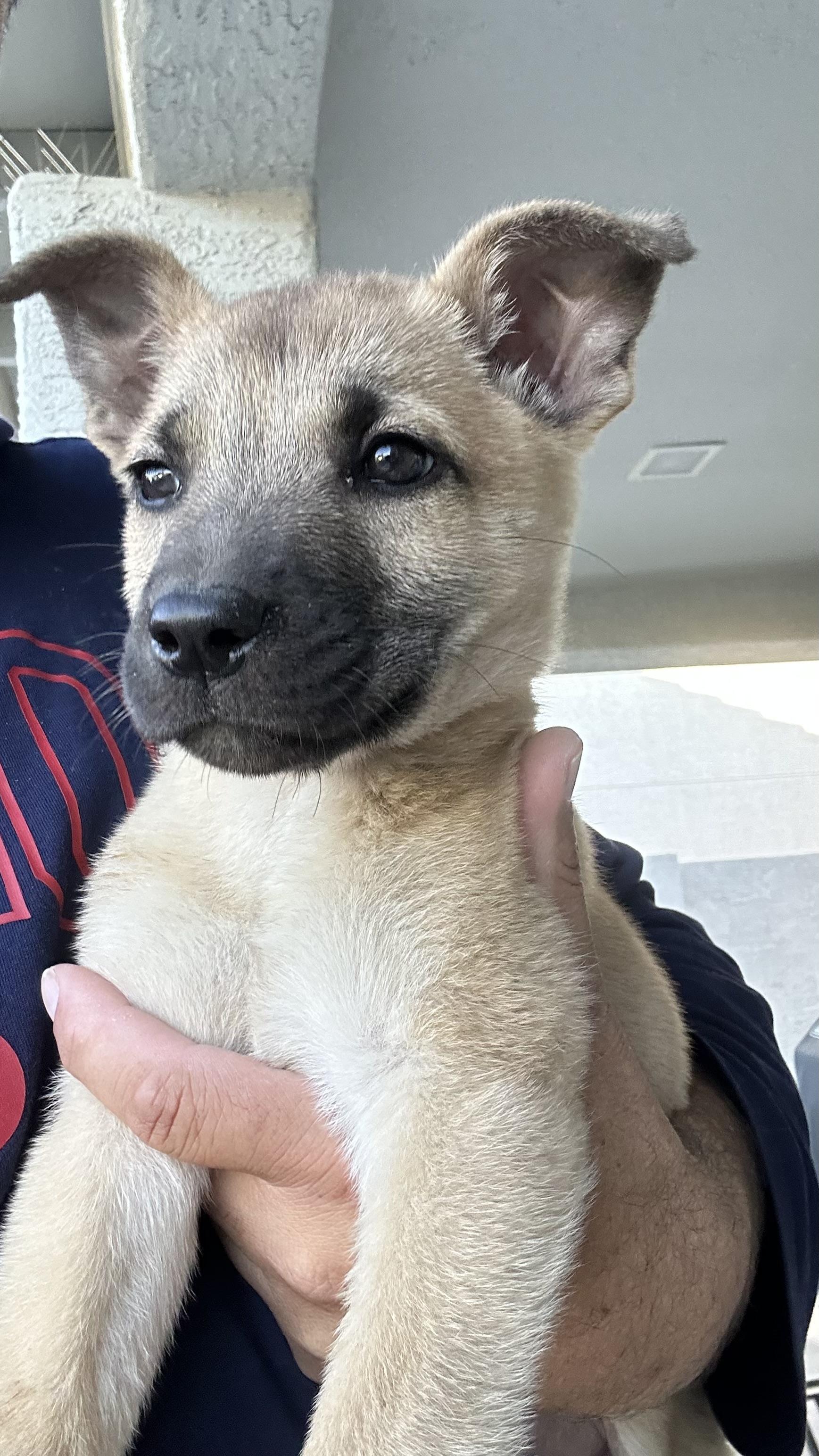 Shakespeare, a Adopted mixed breed in Scottsdale, AZ image 3/5