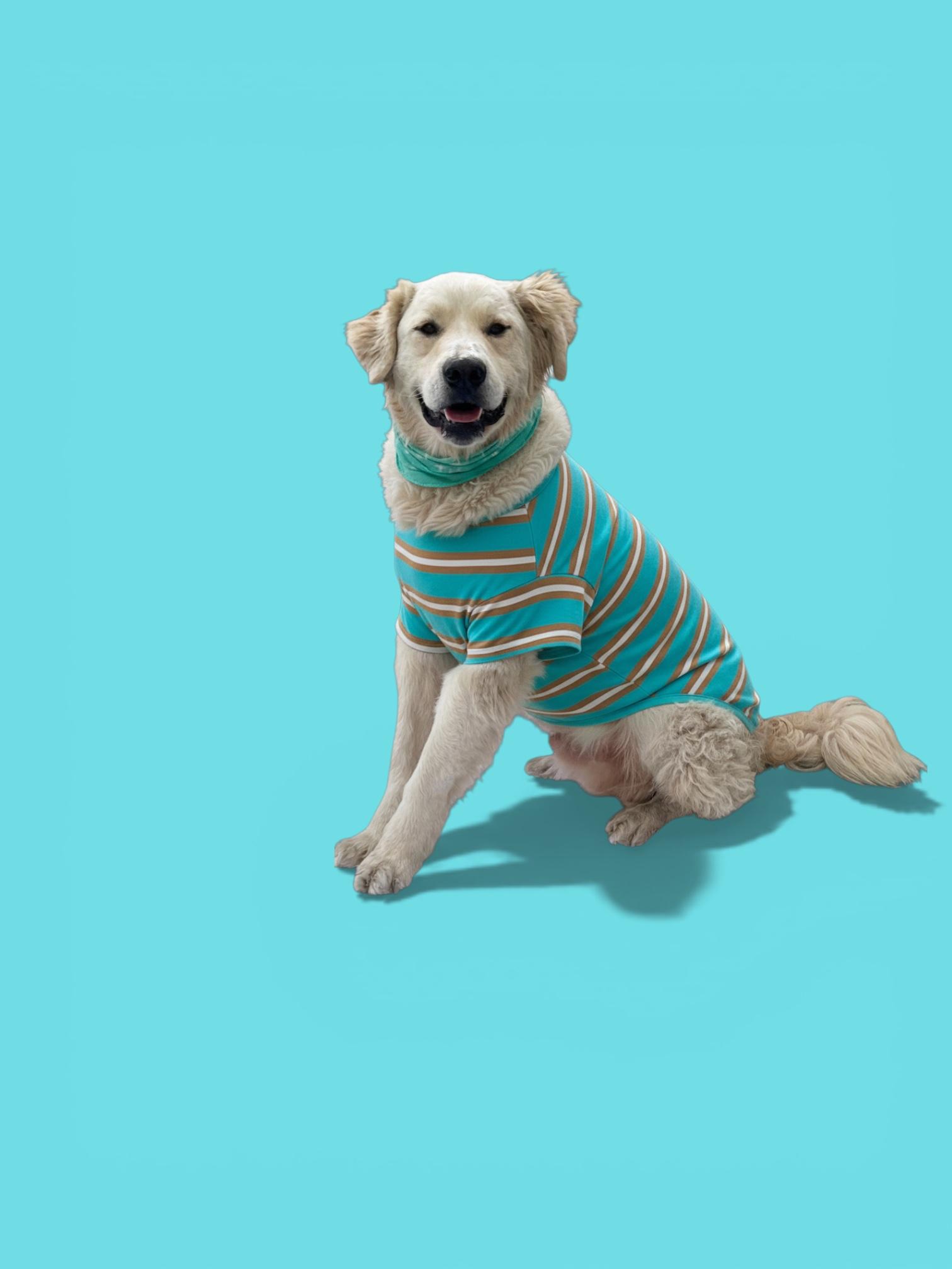 Enlarge Fluffy-ADOPT Me!!, a Adoptable mixed breed in Redondo Beach, CA image 5/6