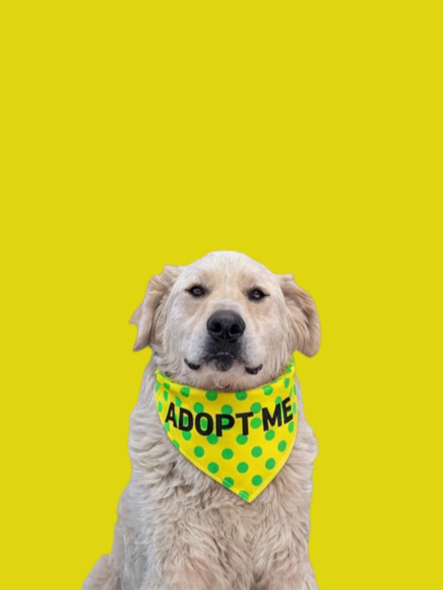 Enlarge Fluffy-ADOPT Me!!, a Adoptable mixed breed in Redondo Beach, CA image 5/6