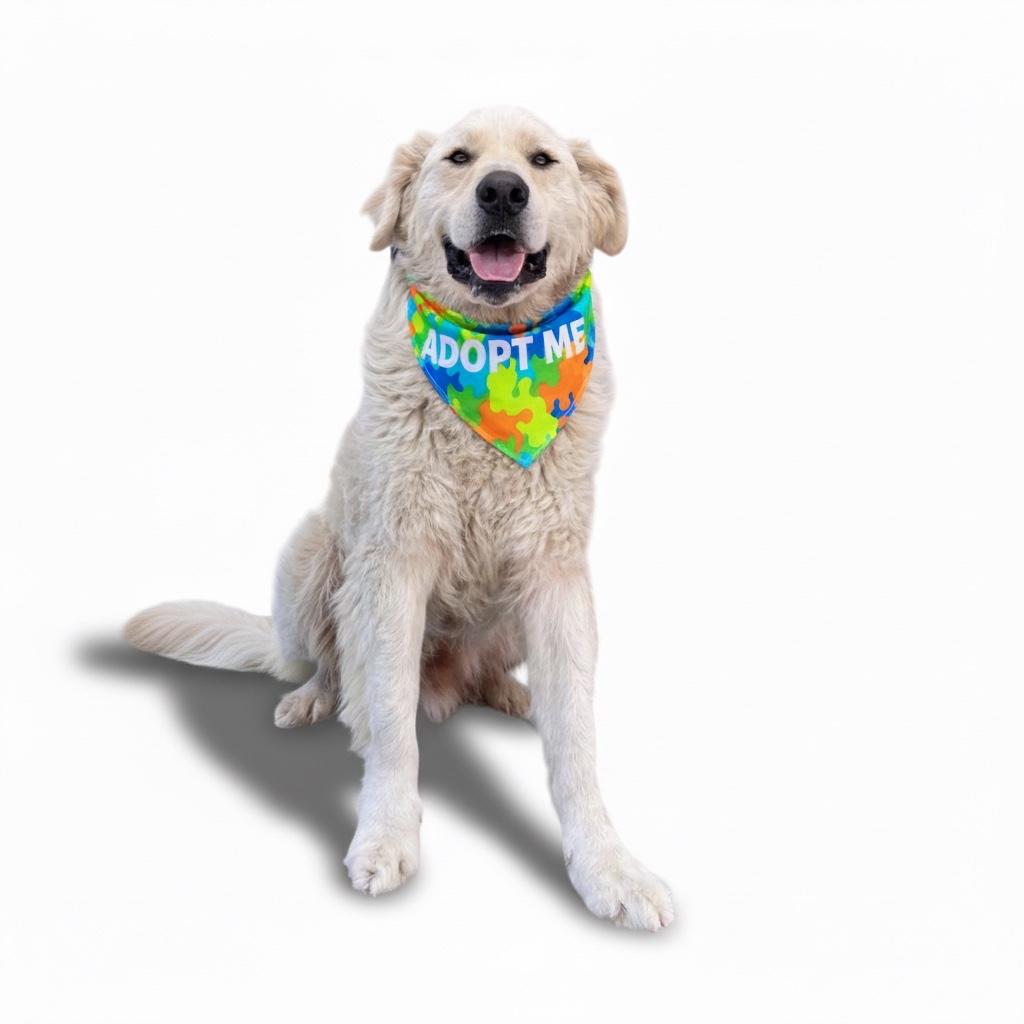 Fluffy-ADOPT Me!!, Adoptable, Adult Male Great Pyrenees & Labrador Retriever.