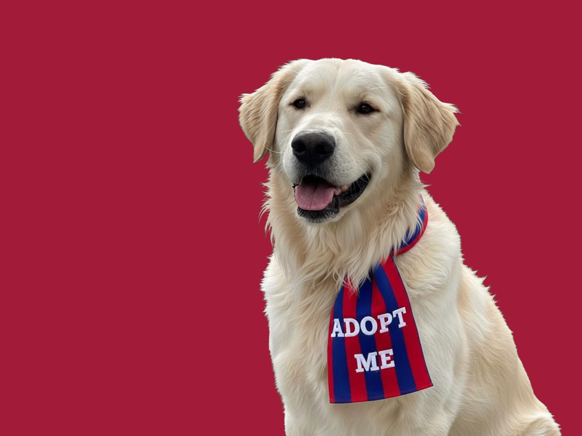 Enlarge Fluffy-ADOPT Me!!, a Adoptable mixed breed in Redondo Beach, CA image 3/6