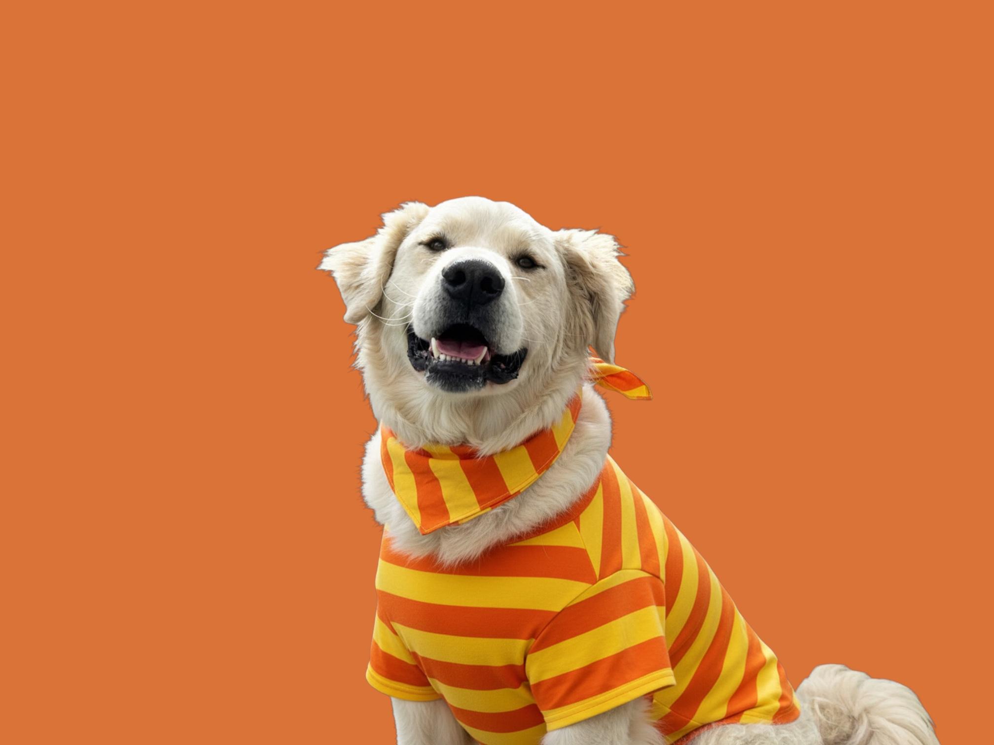 Enlarge Fluffy-ADOPT Me!!, a Adoptable mixed breed in Redondo Beach, CA image 1/6