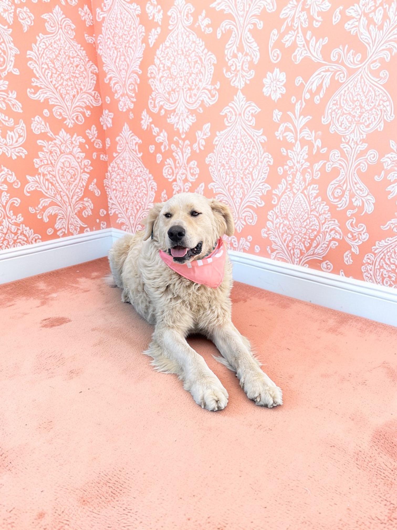 Enlarge Fluffy-ADOPT Me!!, a Adoptable mixed breed in Redondo Beach, CA image 3/6