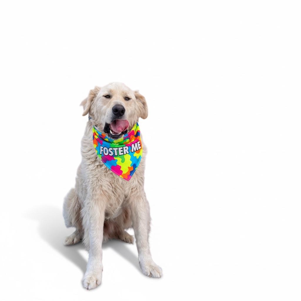 Enlarge Fluffy-ADOPT Me!!, a Adoptable mixed breed in Redondo Beach, CA image 6/6