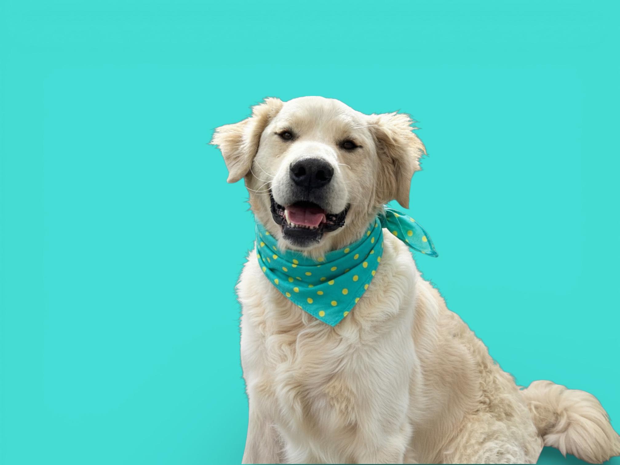 Enlarge Fluffy-ADOPT Me!!, a Adoptable mixed breed in Redondo Beach, CA image 4/6