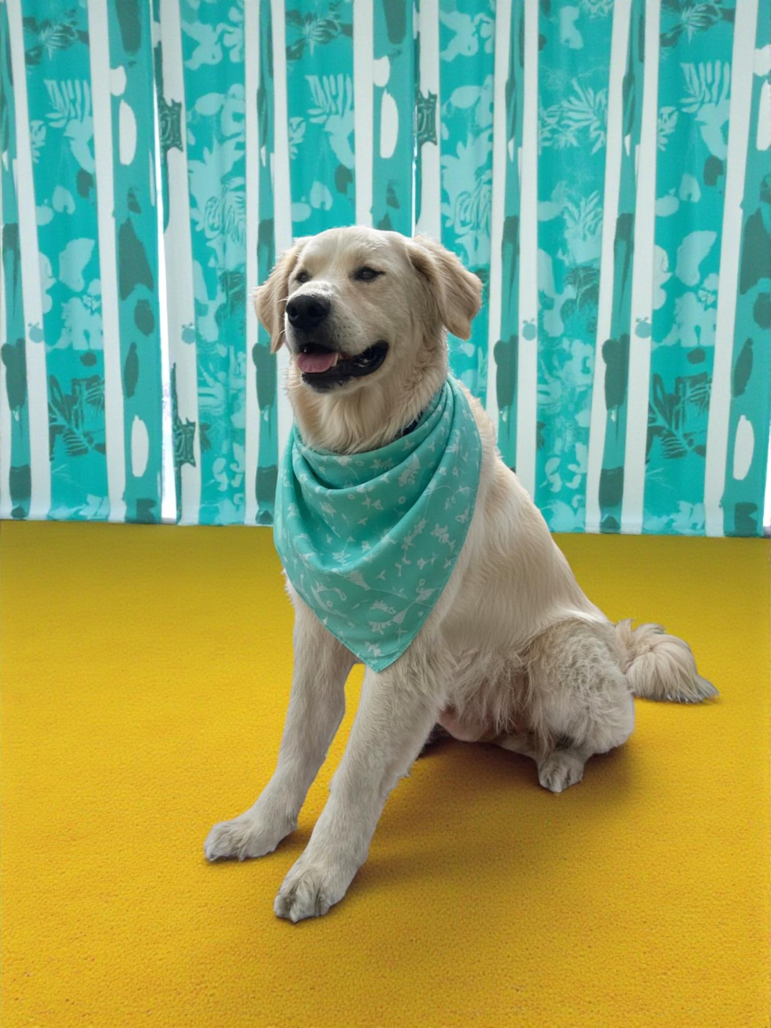 Enlarge Fluffy-ADOPT Me!!, a Adoptable mixed breed in Redondo Beach, CA image 6/6