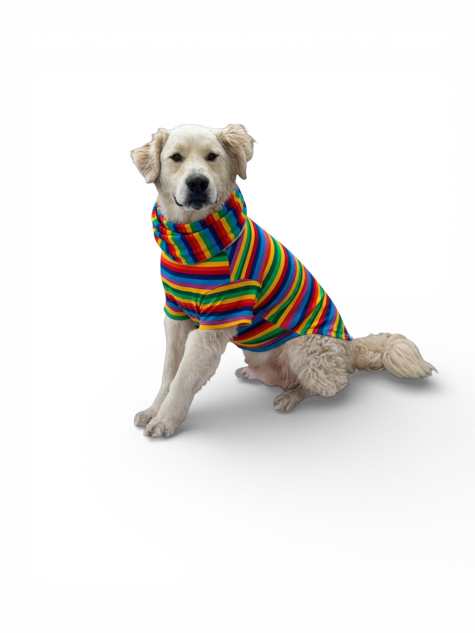 Enlarge Fluffy-ADOPT Me!!, a Adoptable mixed breed in Redondo Beach, CA image 2/6