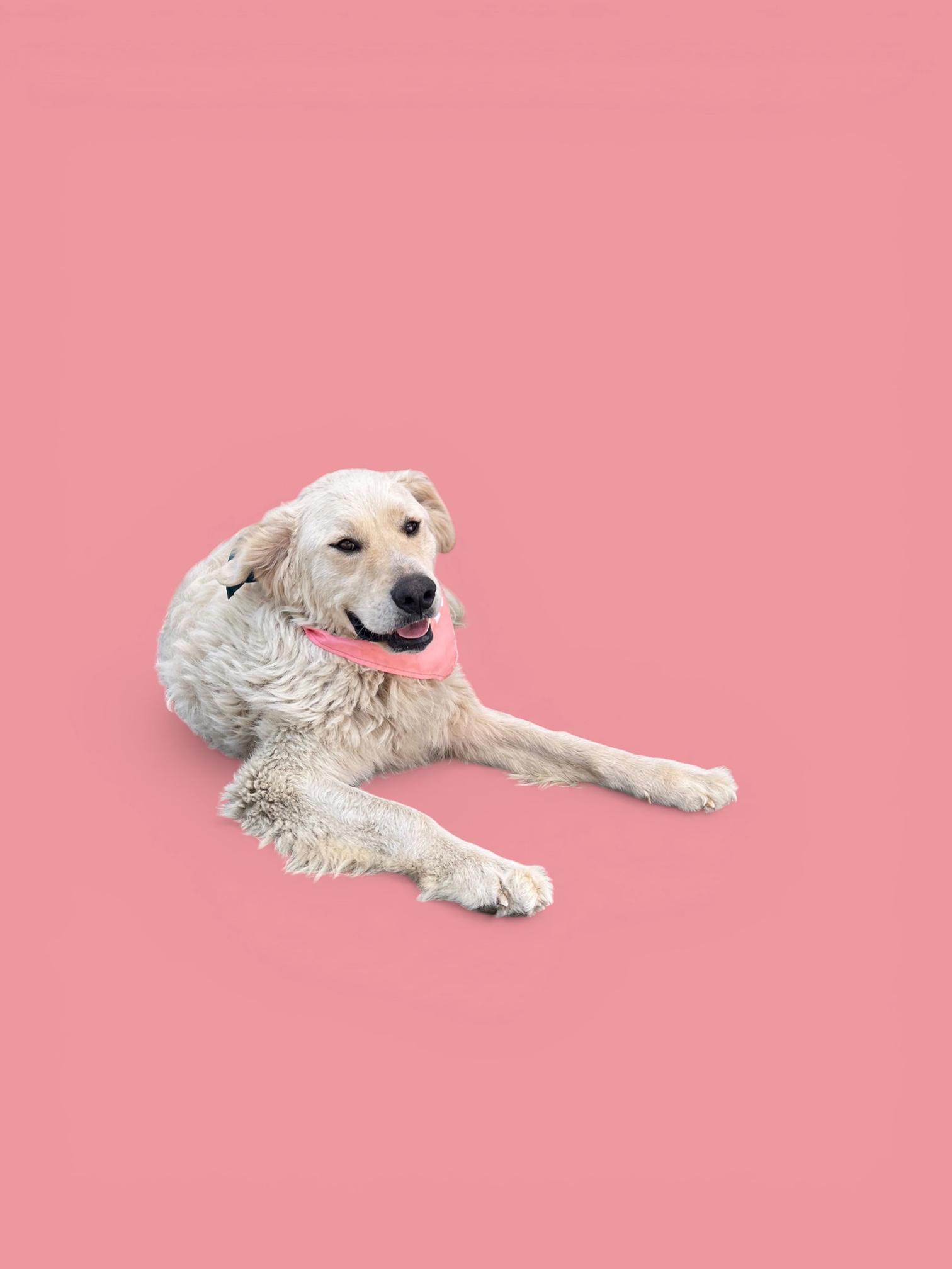 Enlarge Fluffy-ADOPT Me!!, a Adoptable mixed breed in Redondo Beach, CA image 4/6