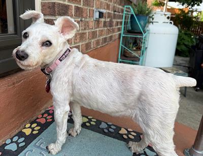Bella Sue, a Adoptable Miniature Schnauzer in Miamisburg, OH image 3/4