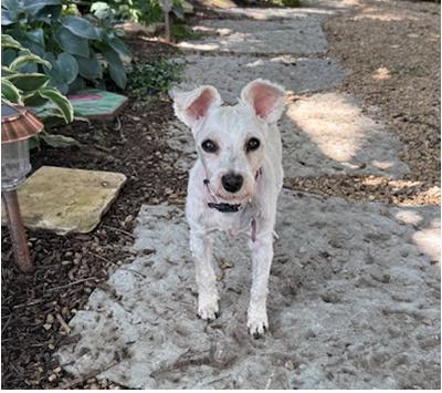 Bella Sue, a Adoptable Miniature Schnauzer in Miamisburg, OH image 4/4