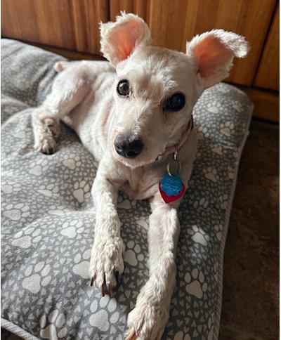 Bella Sue, a Adoptable Miniature Schnauzer in Miamisburg, OH image 2/4