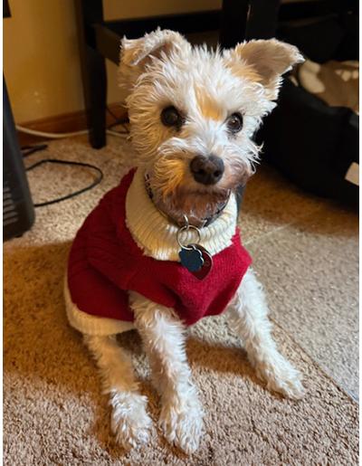 Bella Sue, Adoptable, Senior Female Miniature Schnauzer.