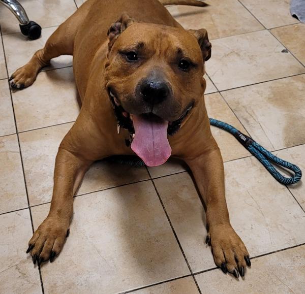 Trap, Adoptable, Adult Male Pit Bull Terrier.