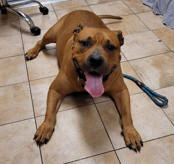 Enlarge Trap, a Adoptable mixed breed in Troutdale, OR image 2/2