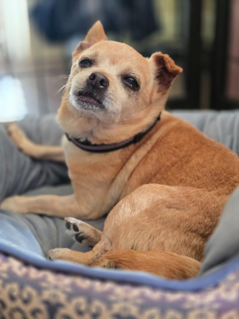 Eustace, Adoptable, Senior Male Chihuahua.