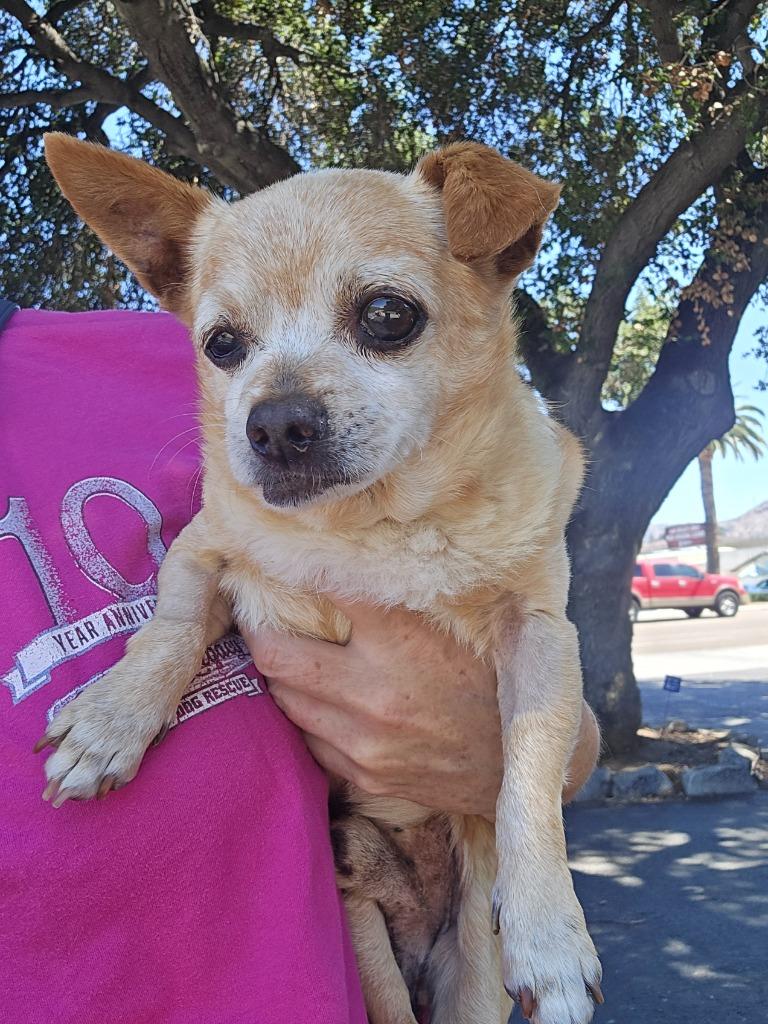 Enlarge Eustace, a Adoptable mixed breed in El Cajon, CA image 2/5