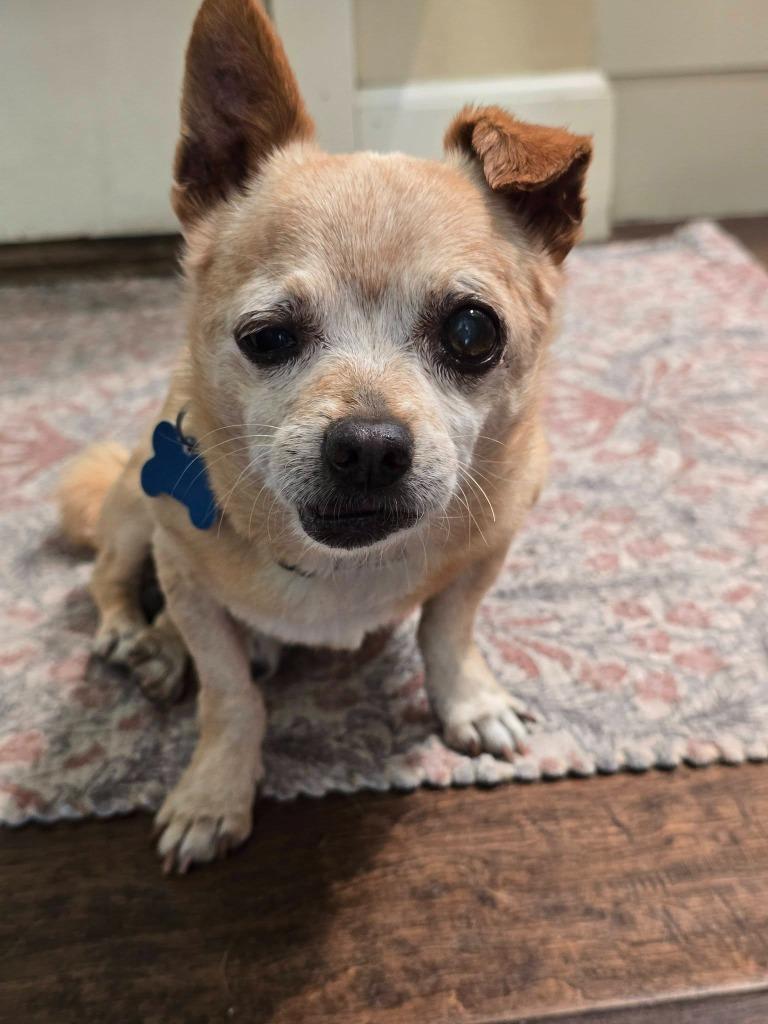 Enlarge Eustace, a Adoptable mixed breed in El Cajon, CA image 3/5