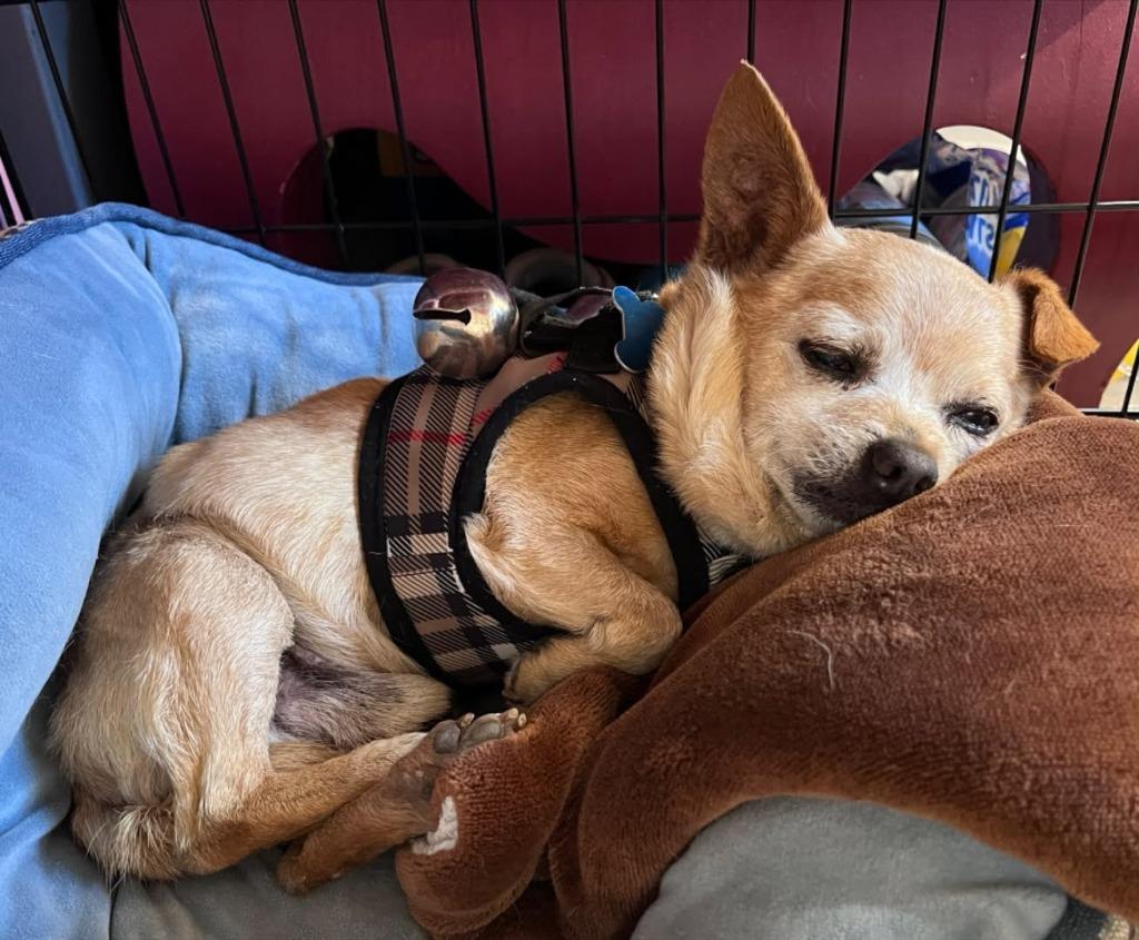 Enlarge Eustace, a Adoptable mixed breed in El Cajon, CA image 4/5