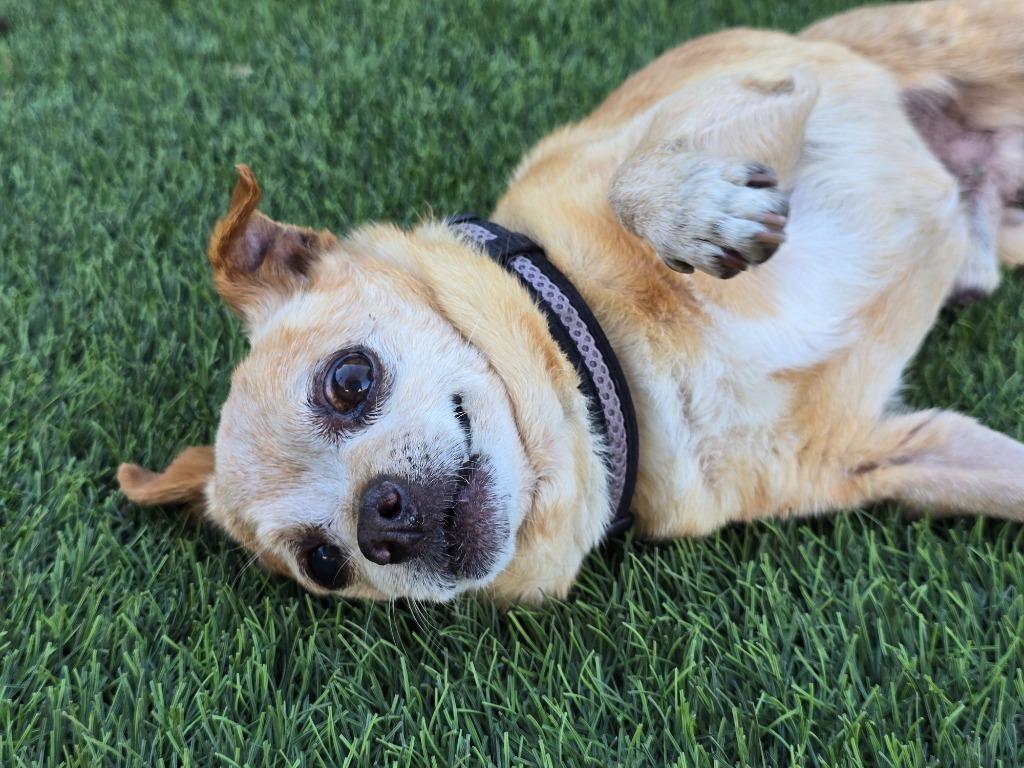 Enlarge Eustace, a Adoptable mixed breed in El Cajon, CA image 5/5