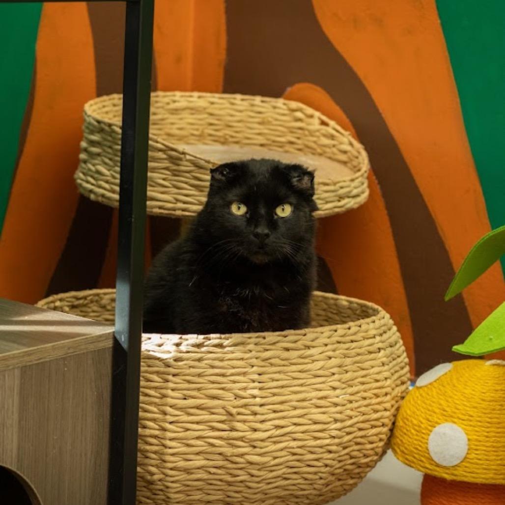 Enlarge Baby Boy, a Adoptable Domestic Short Hair in Mount Laurel, NJ image 1/6