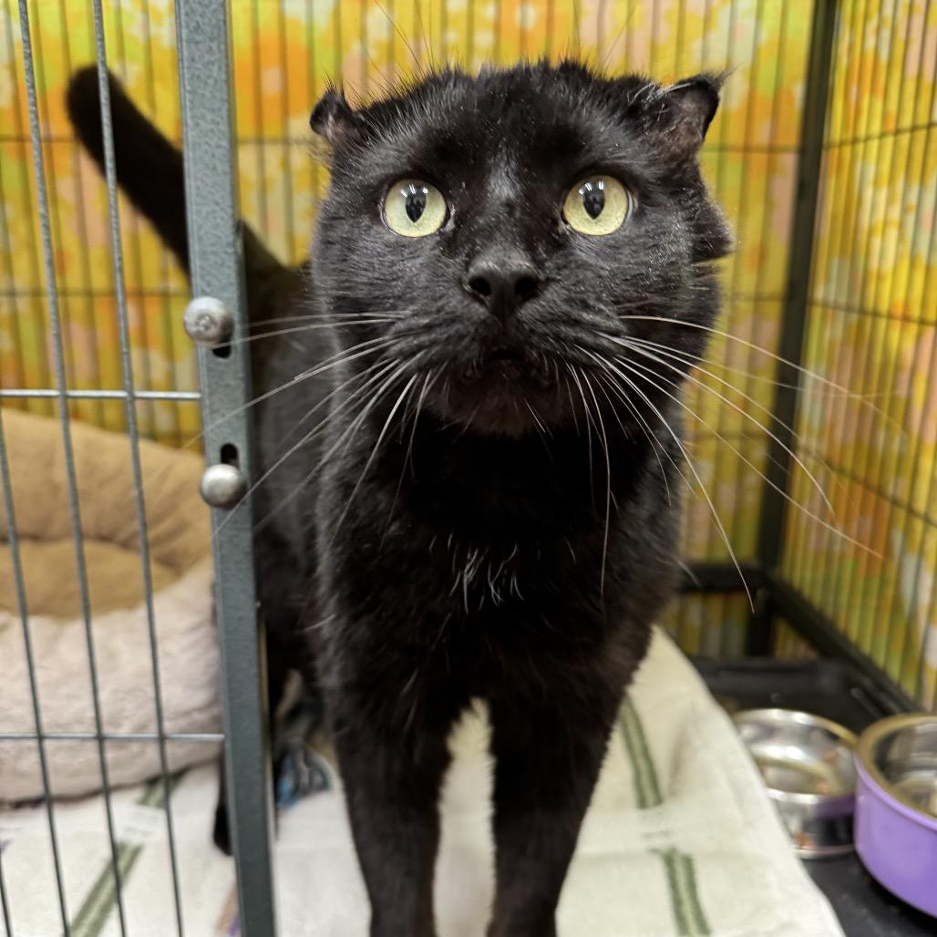 Enlarge Baby Boy, a Adoptable Domestic Short Hair in Mount Laurel, NJ image 2/6