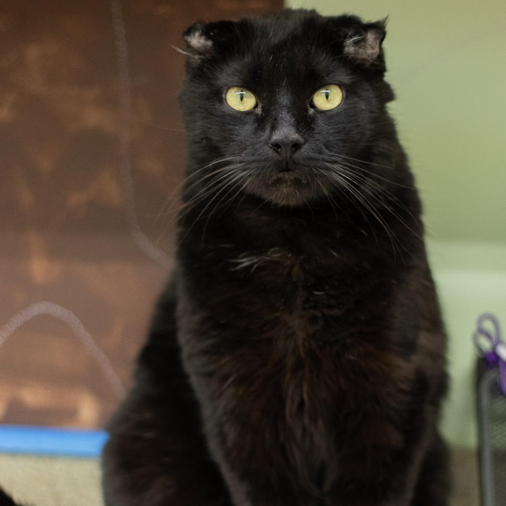 Enlarge Baby Boy, a Adoptable Domestic Short Hair in Mount Laurel, NJ image 3/6